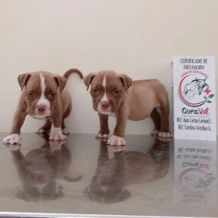 Cachorros bajo el cuidado de CoraVet